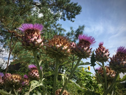 Thistles at Sizergh Castle